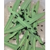 Epiphora mythimnia Eggs